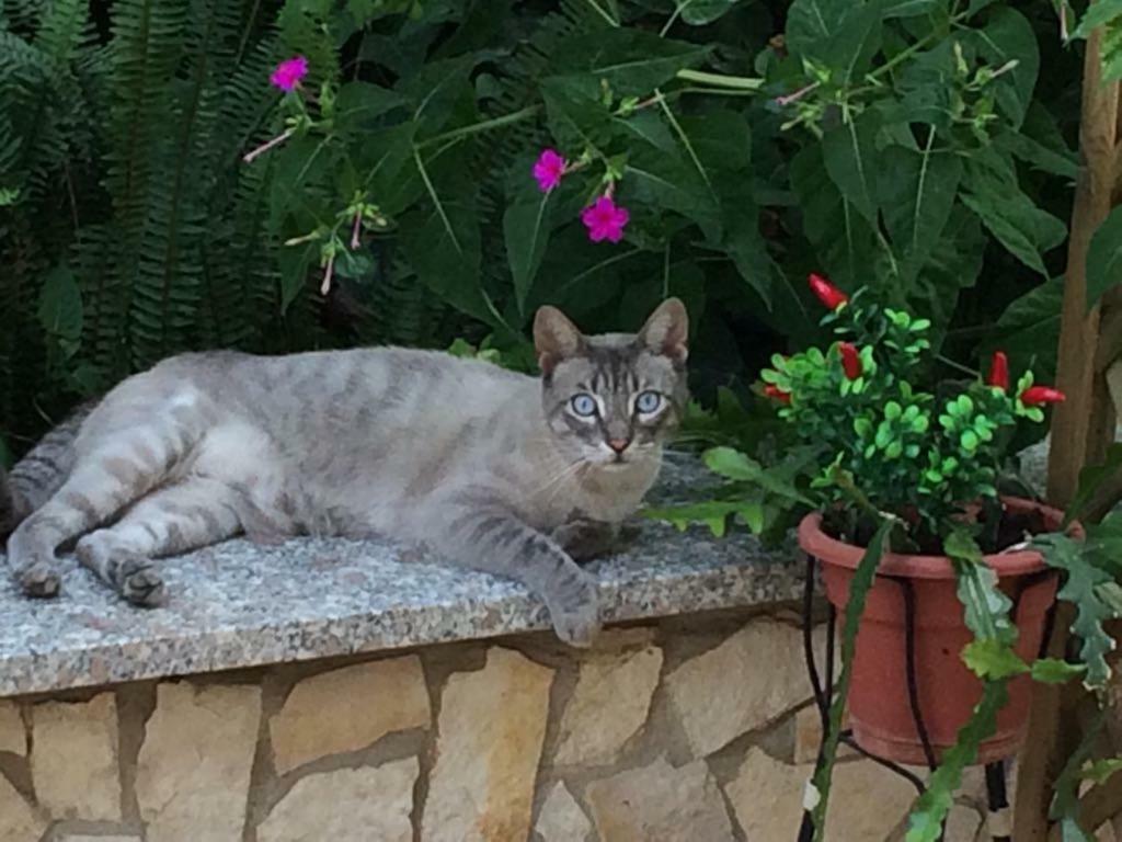 B&B Villa Sul Golfo Quartu SantʼElena Εξωτερικό φωτογραφία
